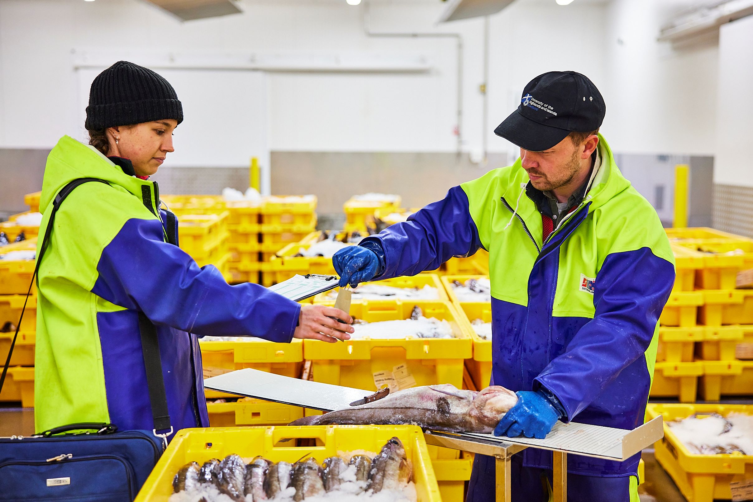 Two people packaging fish at a fish market Two people packaging fish at a fish market
