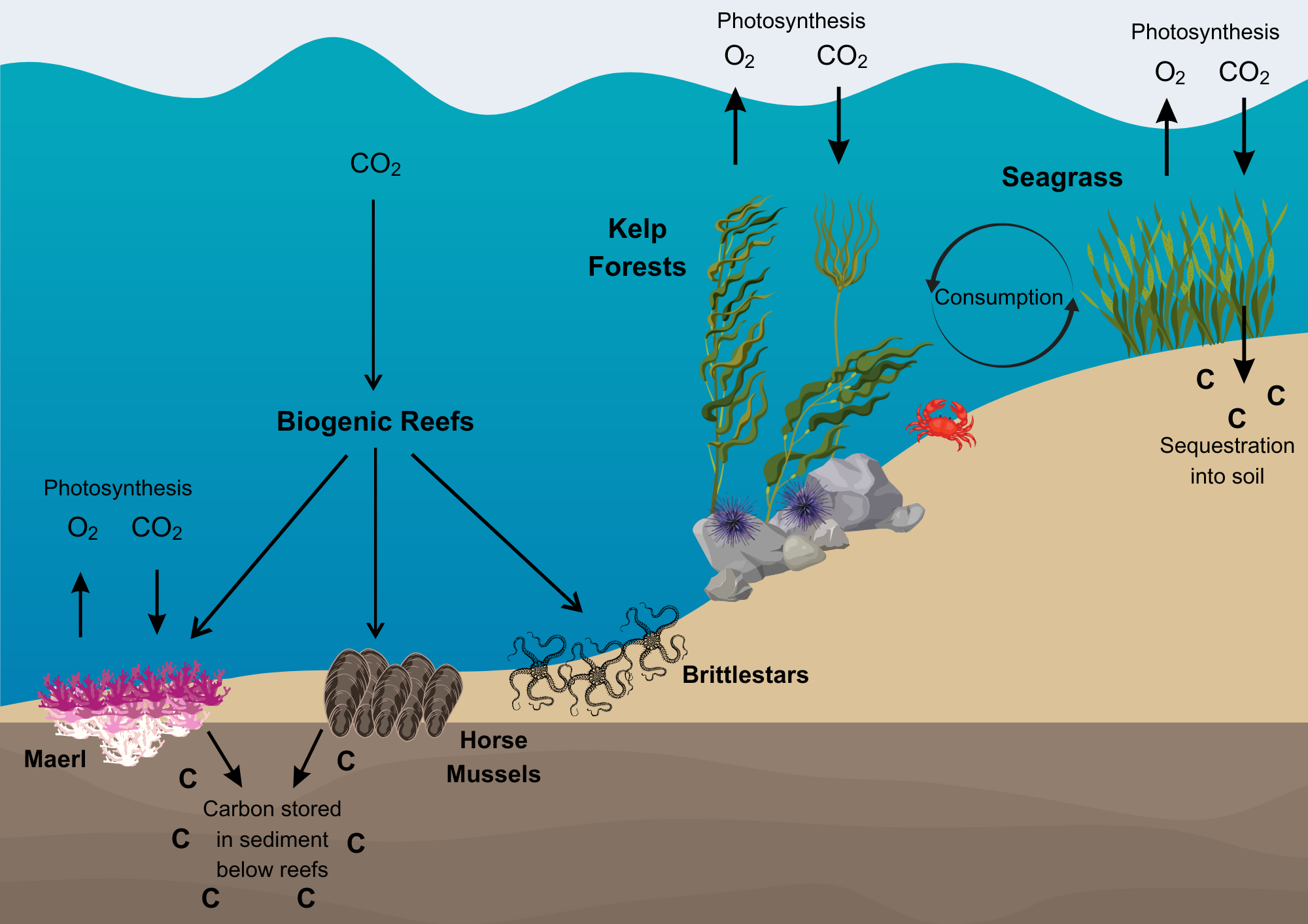 A diagram showing sources of blue carbon within the marine environment