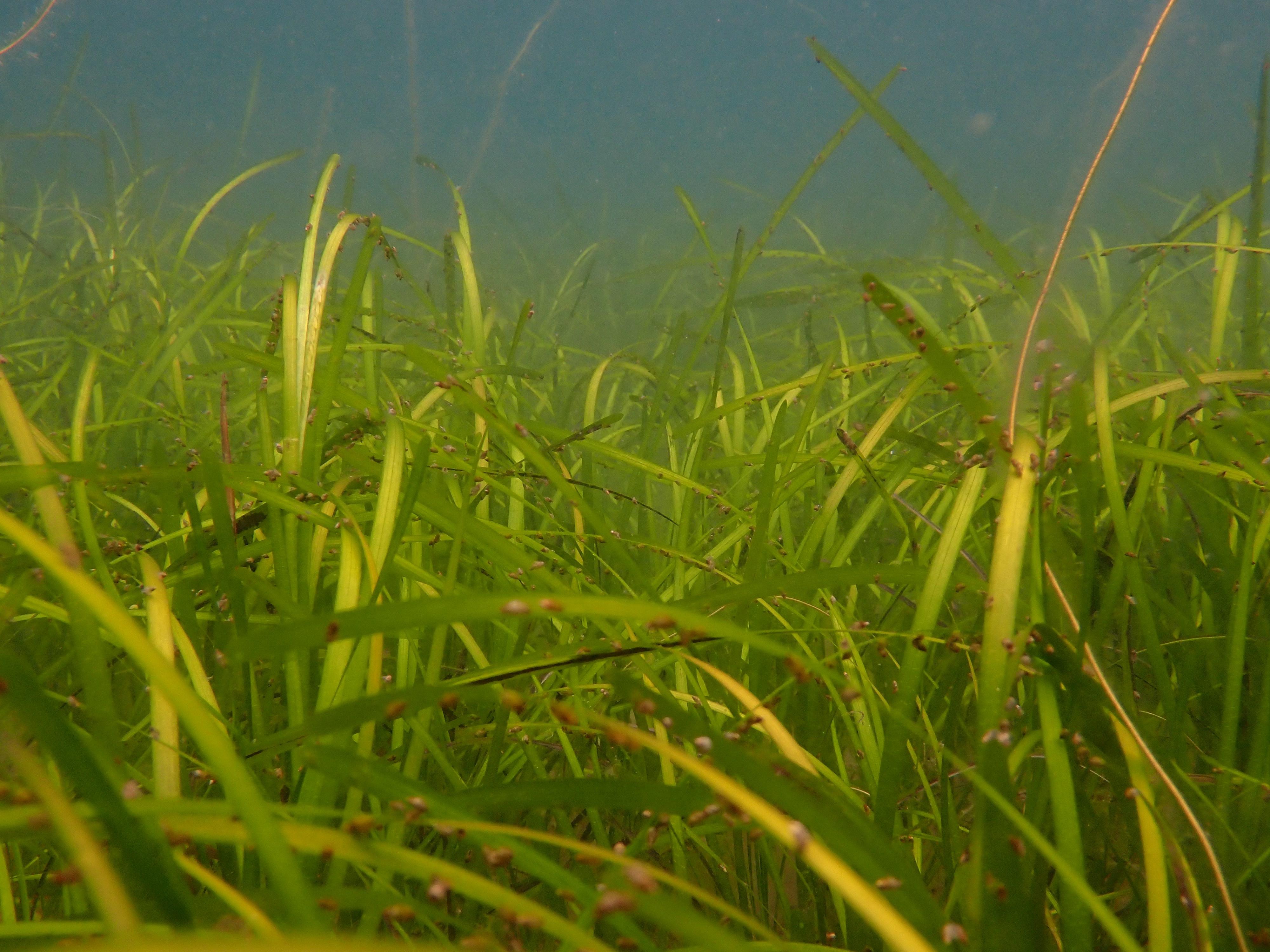 Underwater seagrass meadow