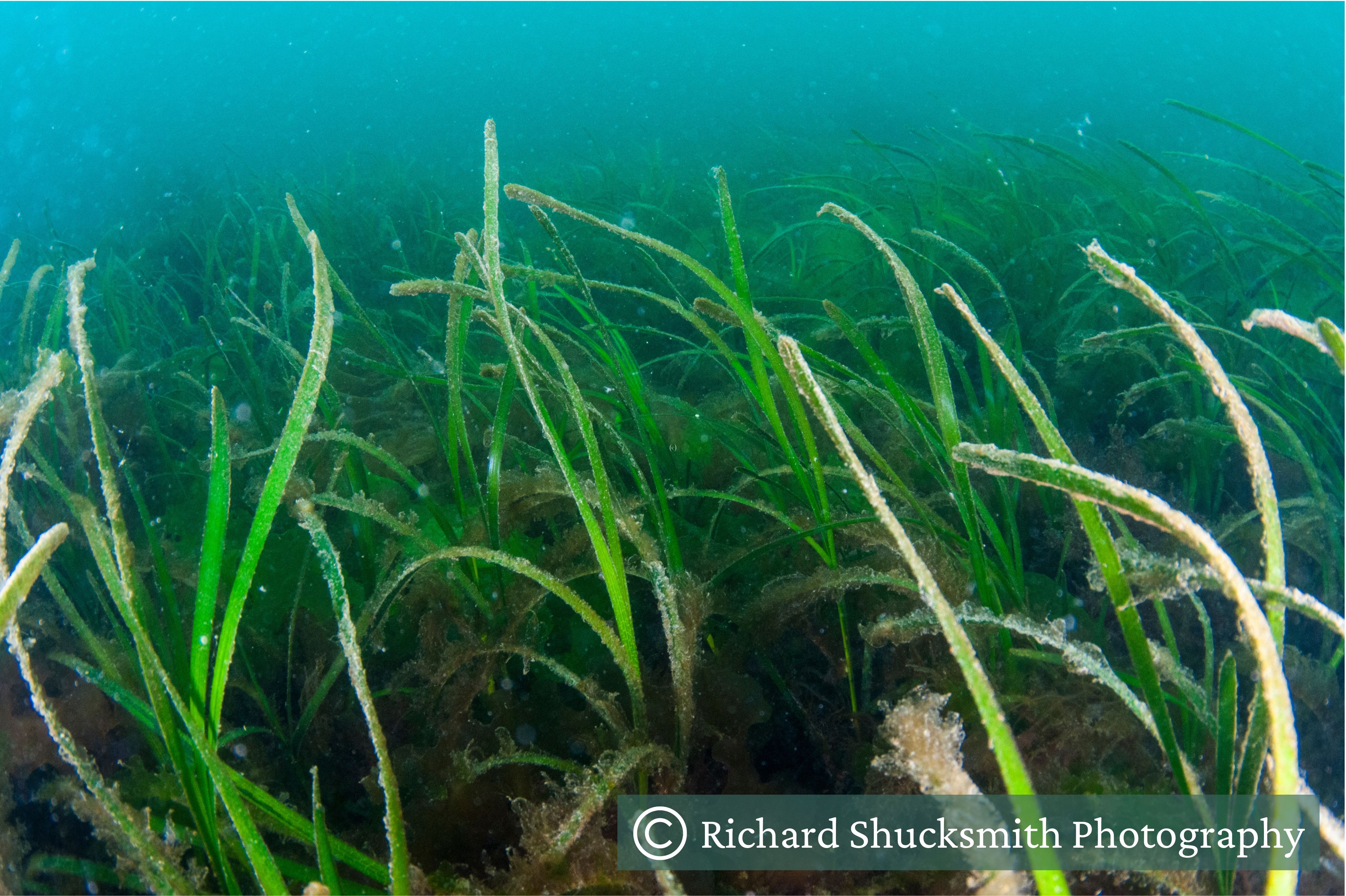 A meadow of seagrass growing underwater