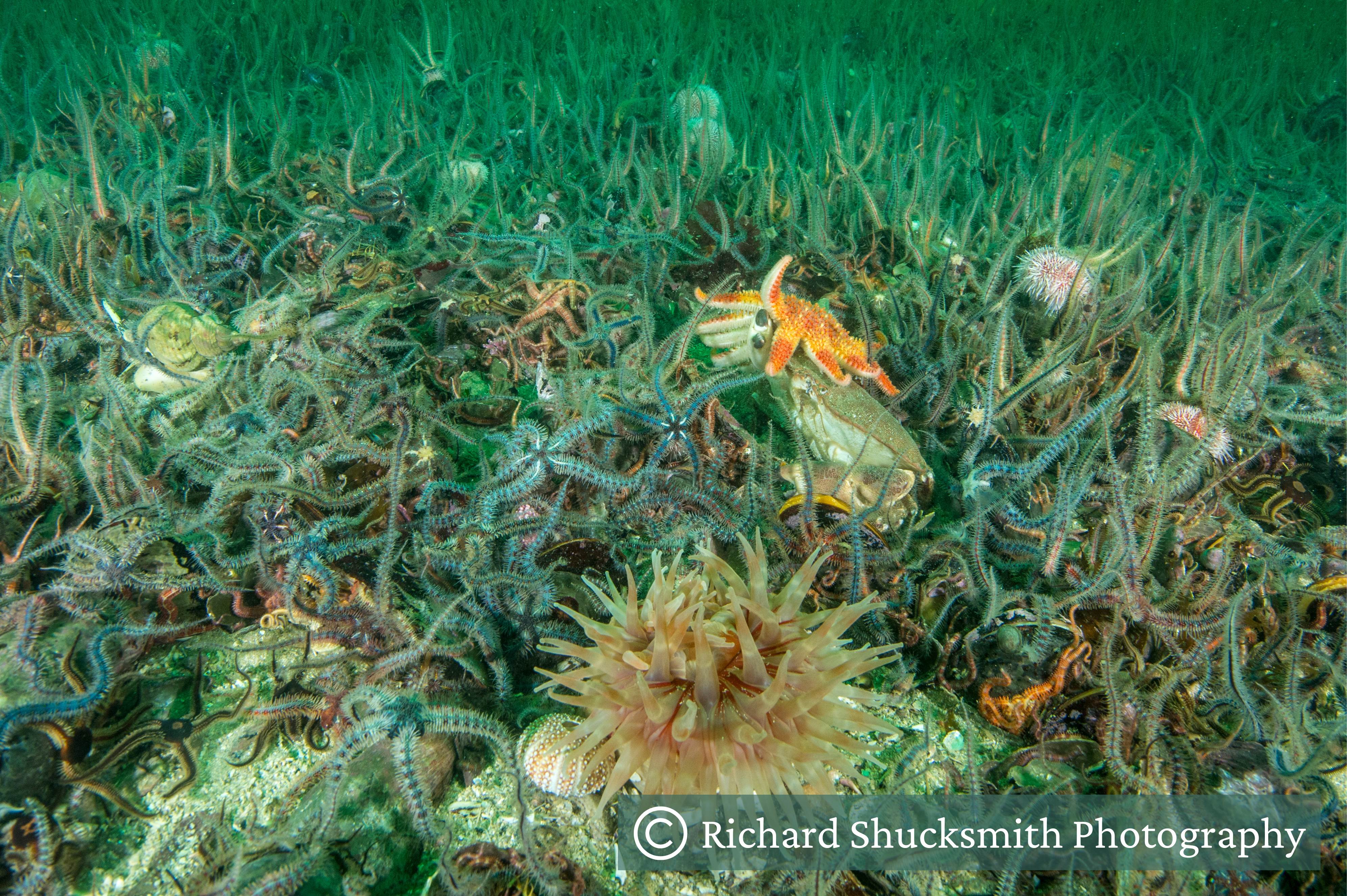 Brittlestar bed with an anemone, sunstar, urchins and brown crab