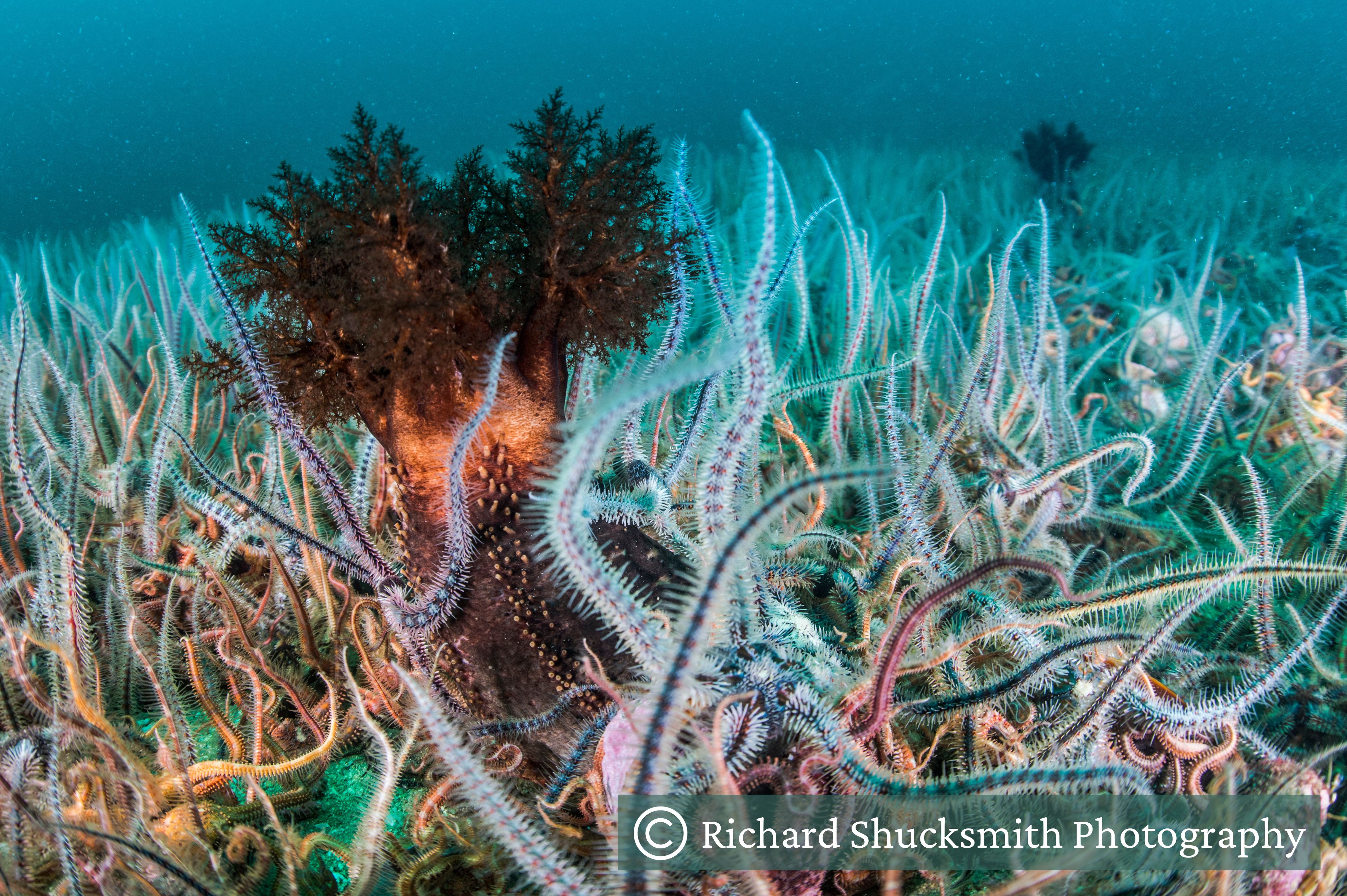 Brittlestar bed with a large sea cucumber amongst them