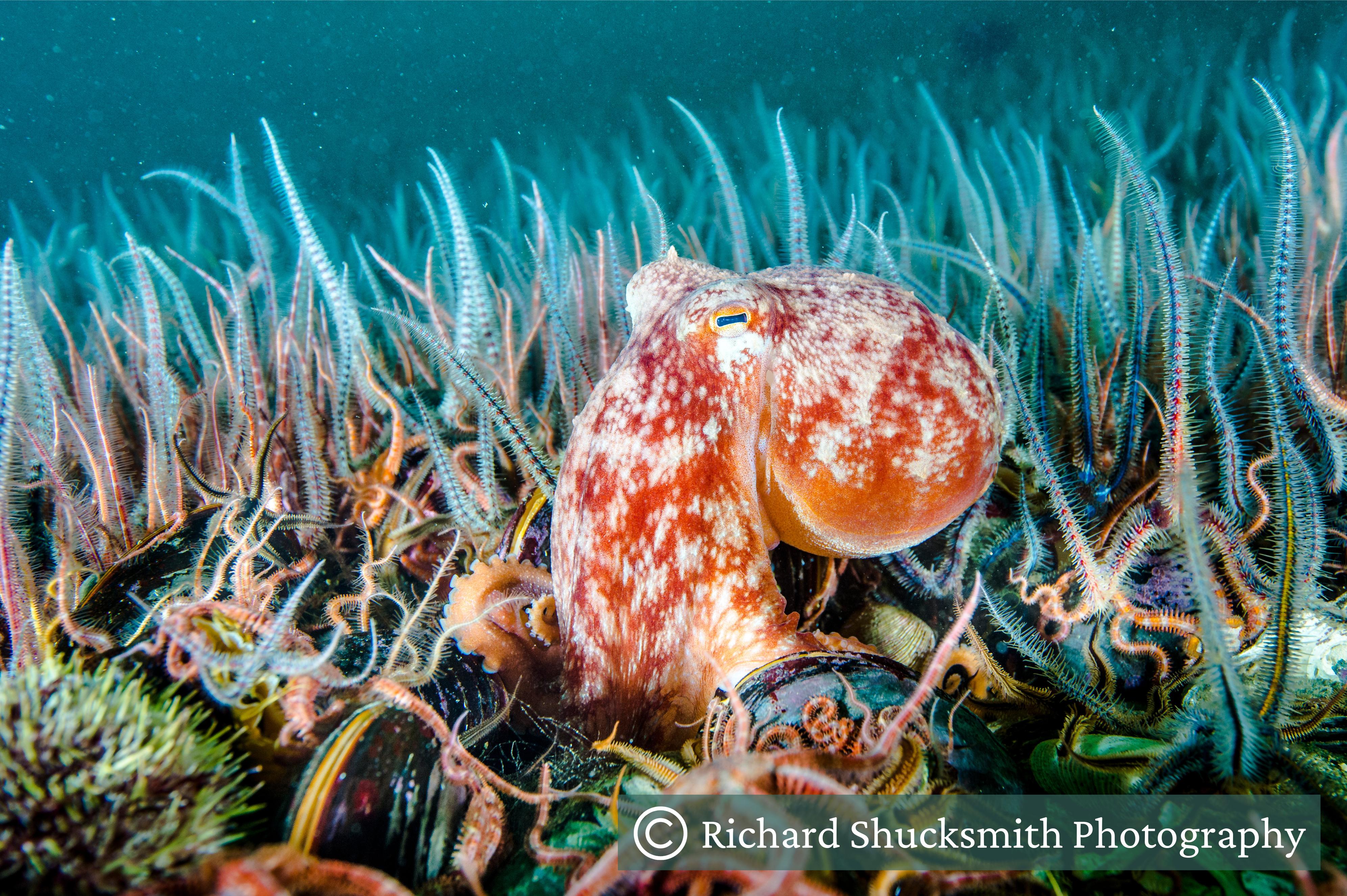 A horse mussel bed with brittle stars and an octopus