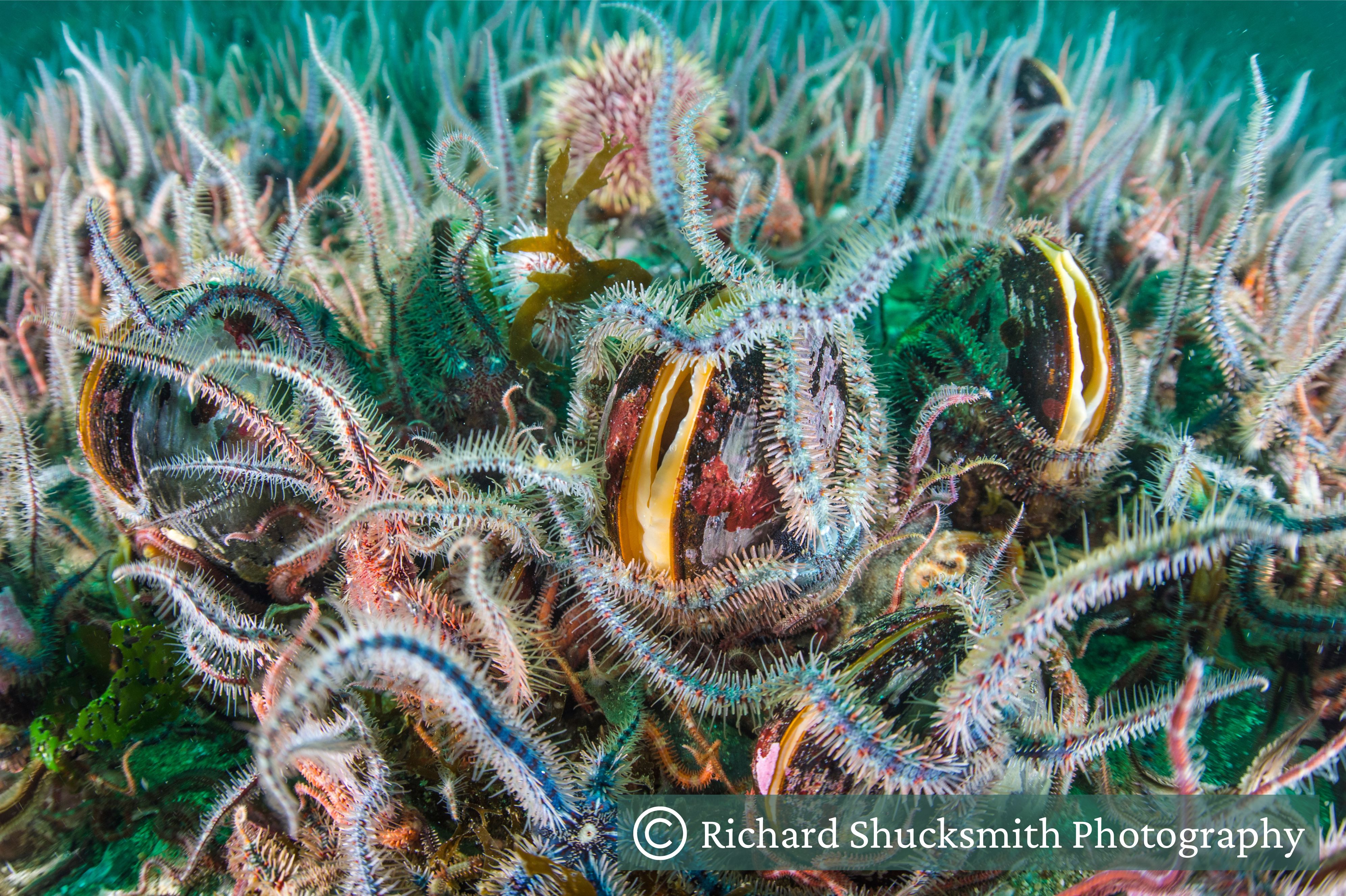 Horse mussels with brittle stars and sea urchins