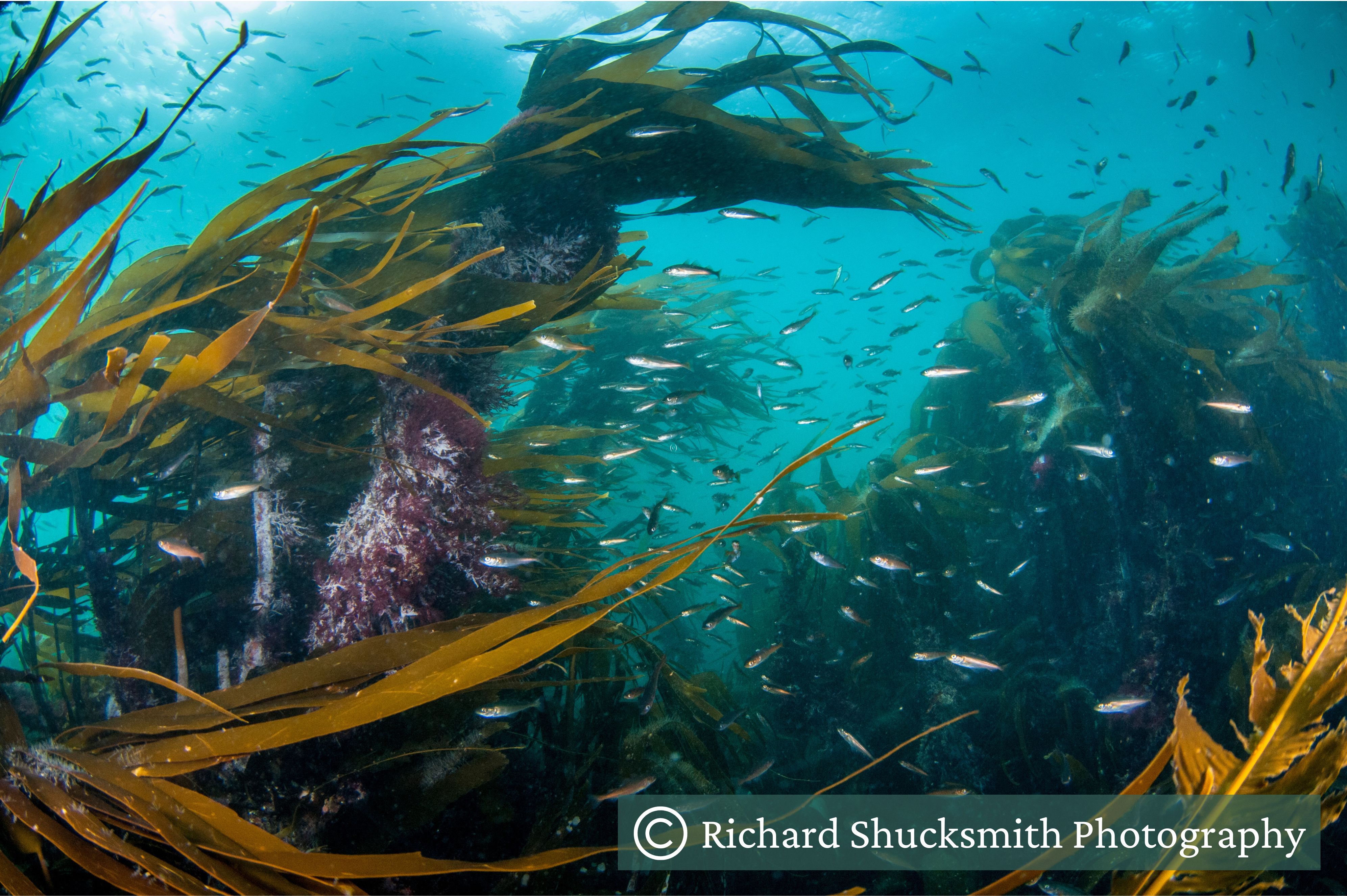 Kelp growing underwater with a shoal of fish swimming past