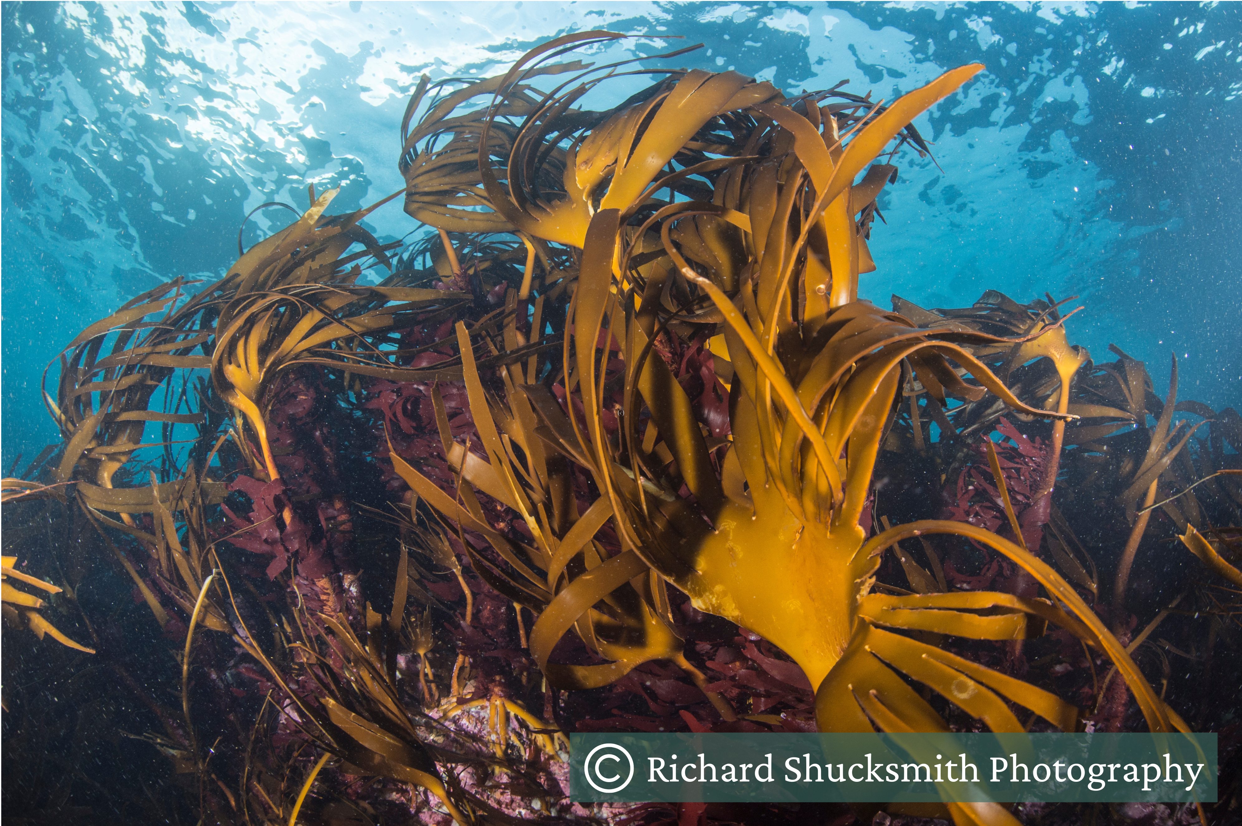 Kelp growing underwater