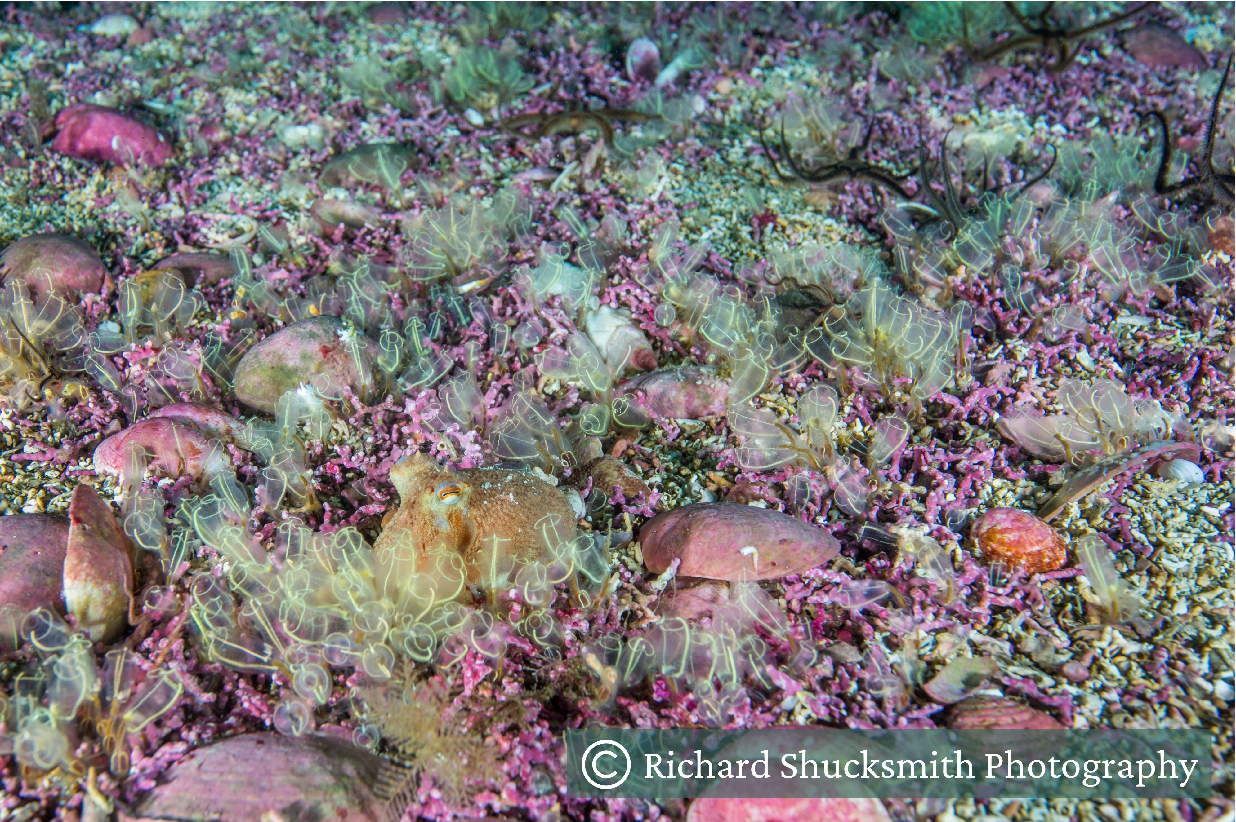 A maerl bed with sea squirts, and an octopus hiding.