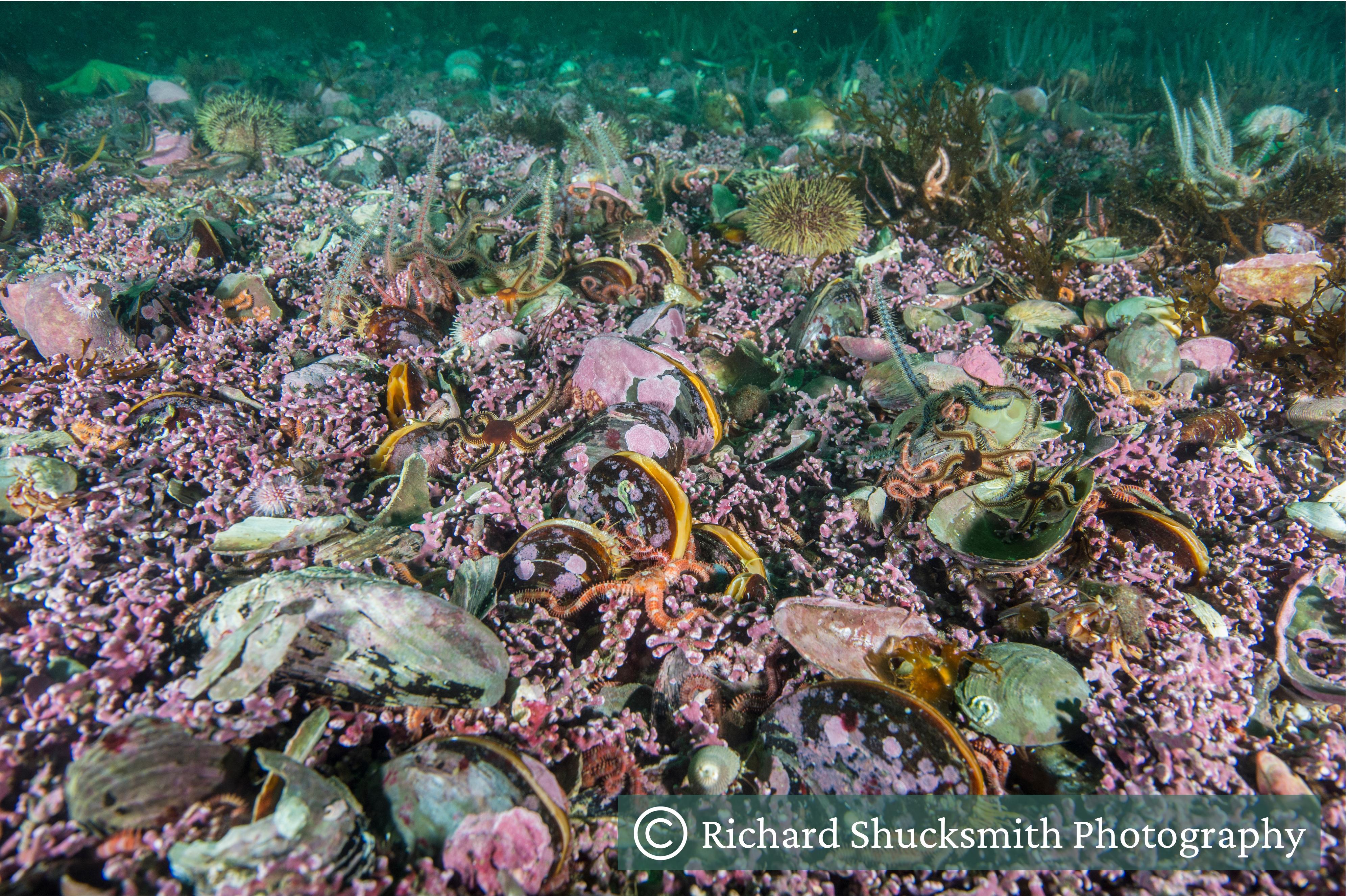 A maerl bed with brittle stars, horse mussels and sea urchins.