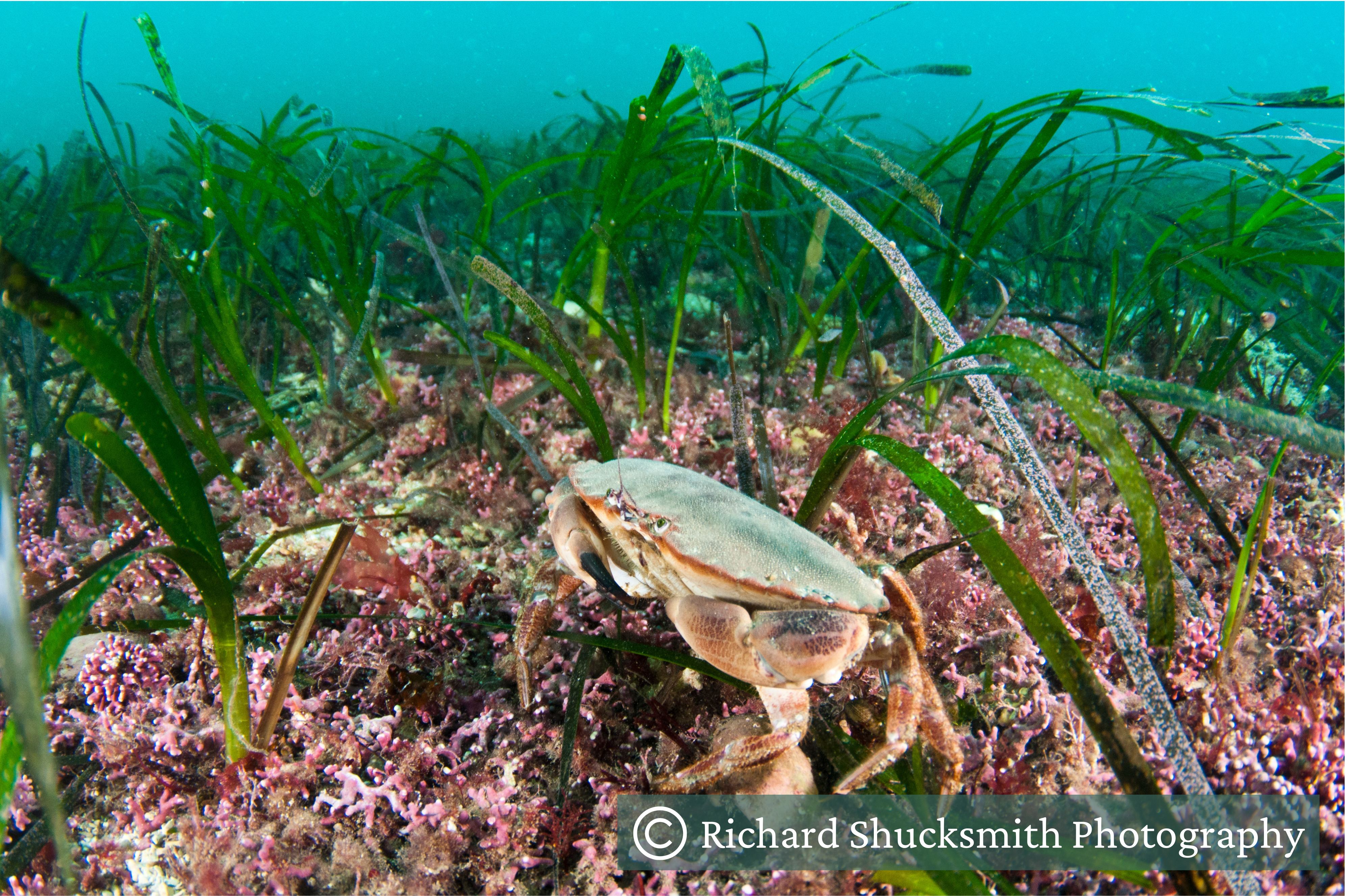 A seagrass meadow with some maerl and a brown crab