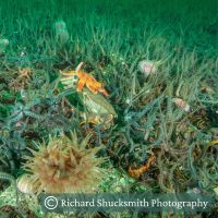 Brittle Star