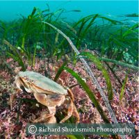 Seagrass