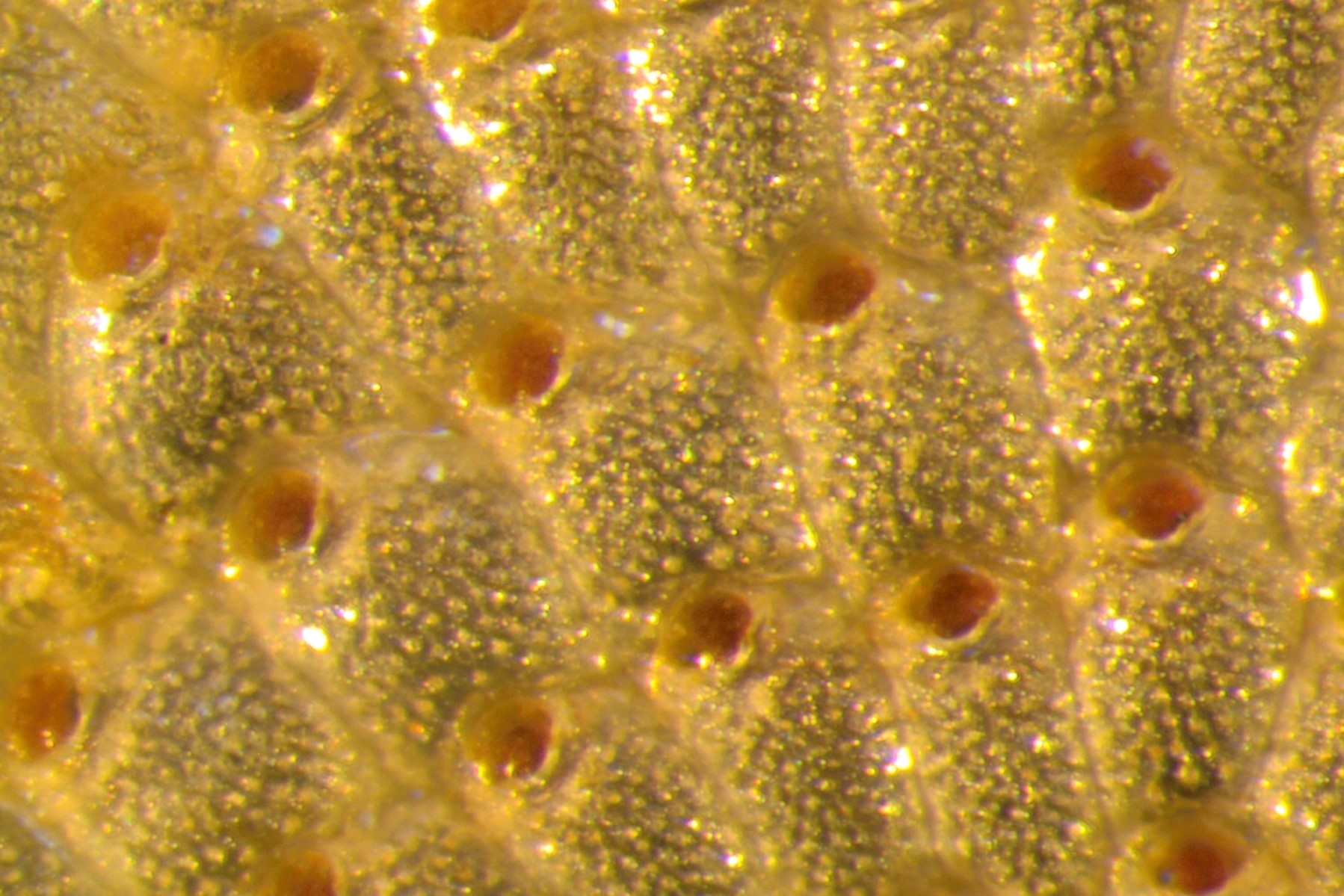 non-native bryozoan