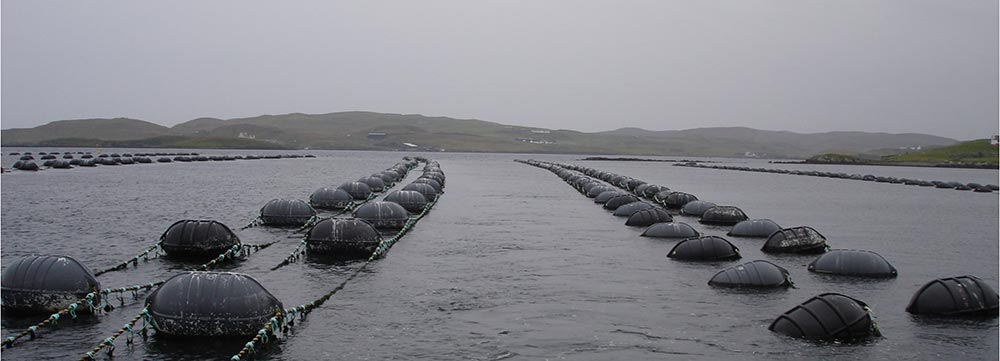 Aquaculture fish farm Aquaculture fish farm