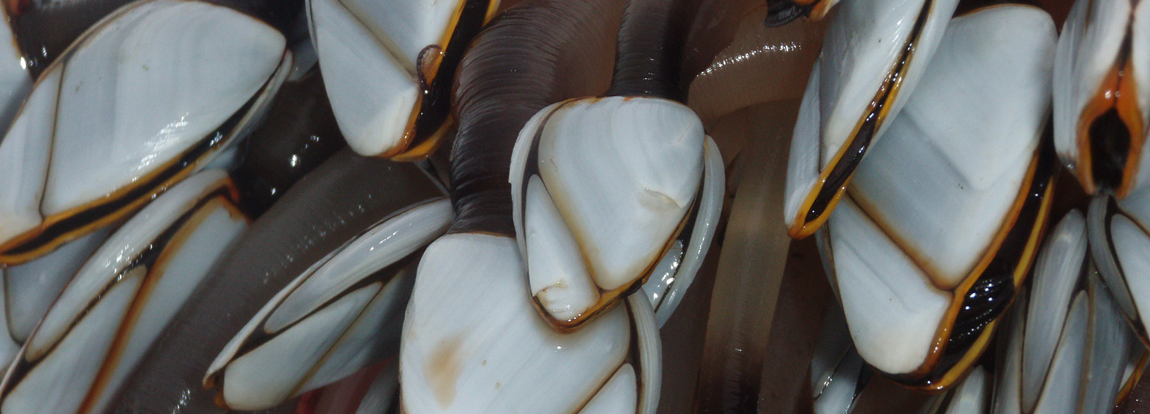 Goose Barnacles Goose Barnacles